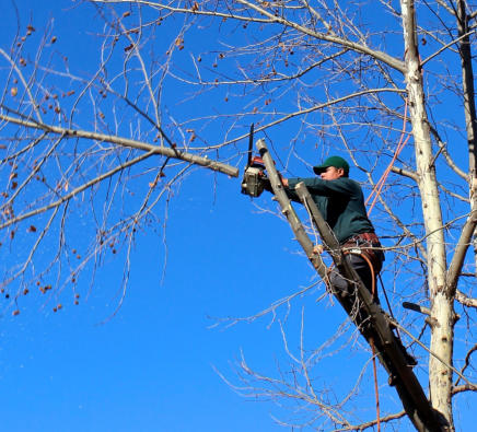 Tree trimming for the entire northwest arkansas area including Bella Vista, Bentonville, Rogers, Springdale, Fayetteville and the surrounding areas.