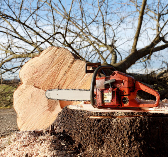 This is a picture of a tree being cut down.