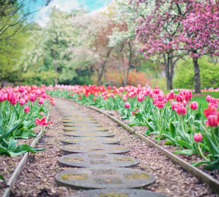 This is a picture of a stone walkway with tulips on the sides.